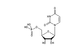 5'-Uridylic Acid