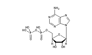 Adenosine Diphosphate