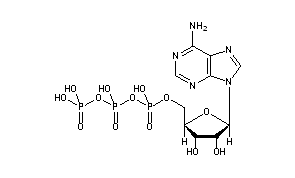 Adenosine Triphosphate