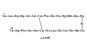 Atrial Natriuretic Peptide