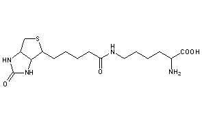 Biocytin