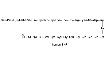 Brain Natriuretic Peptide