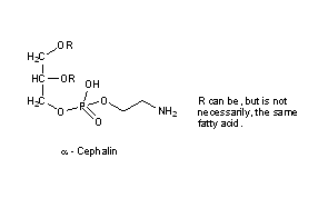 Cephalins