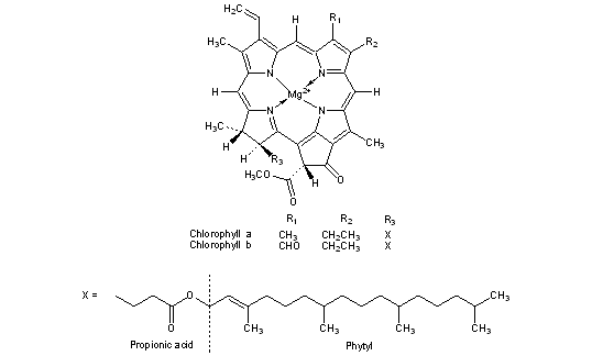 Chlorophyll