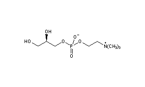 Choline Alfoscerate