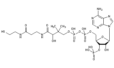 Coenzyme A