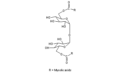 Cord Factor(s)