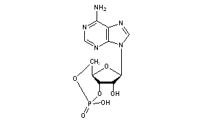 Cyclic AMP