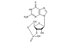 Cyclic GMP