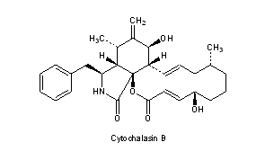 Cytochalasins