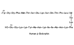 Endorphins