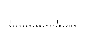 Endothelin