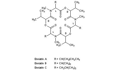 Enniatins