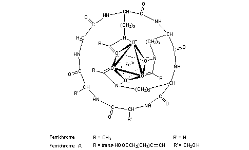 Ferrichromes