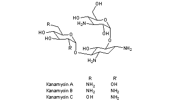 Kanamycin