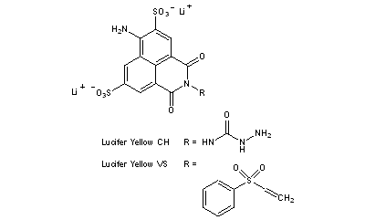 Lucifer Yellow(s)