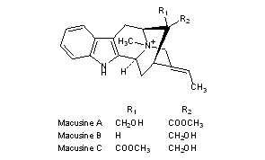 Macusines