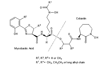 Mycobactins