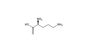 Ornithine