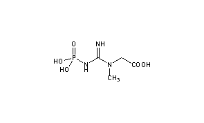 Phosphocreatine