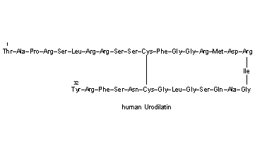 Urodilatin